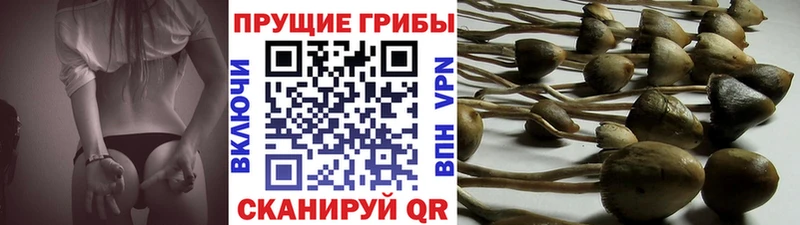 Псилоцибиновые грибы Psilocybine cubensis  где купить наркоту  Тавда 